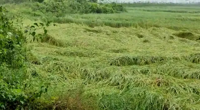 ଜଗତସିଂହପୁରରେ ବୁଲବୁଲ ପ୍ରଭାବରେ ଉଜୁଡ଼ିଲା ଚାଷ : ଜମିରେ ଶୋଇଛି ସୁନାର ଫସଲ