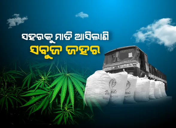 ସହରକୁ ମାଡି ଆସିଲାଣି ସବୁଜ ଜହର । ନାଁକୁ ଚାଲିଛି ଧରପଗଡ଼, ପ୍ରଶାସନକୁ ଖାତିର ନକରି ଜଙ୍ଗଲ ଜମିରେ ଗଞ୍ଜେଇ ଚାଷ କରୁଛନ୍ତି ଆଦିବାସୀ ଚାଷୀ ।