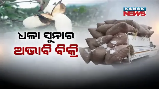 କଲବଲ ହେଉଛନ୍ତି କପା ଚାଷୀ: ବିଳମ୍ବିତ ମଣ୍ଡି ଯୋଗୁଁ ବିକ୍ରି ହୋଇପାରୁନି କପା । ବିକ୍ରି ନହେବାରୁ ଗାଡି ଭଡା କରି କପା ବୋହି ଫେରୁଛନ୍ତି ଚାଷୀ ।