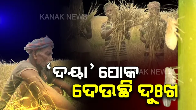 ବୁଲବୁଲ ପରେ ‘ଦୟା’ ଦାଉ: ପୋକ ଲାଗି ଏକର ଏକର ଫସଲ ନଷ୍ଟ ହେବା ପରେ ଚାଷୀ ମୁଣ୍ଡରେ ଚଡକ । କେମିତି ସୁଝିବେ ଋଣ ? ରାତି ପାହିଲେ ଘାରୁଛି ଚିନ୍ତା