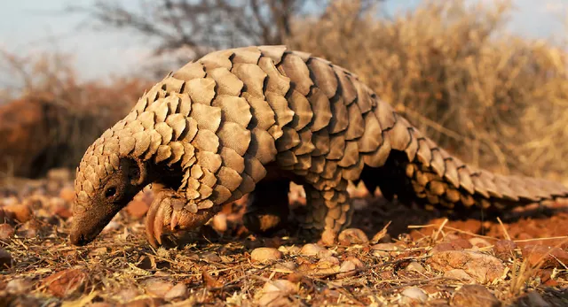 ମାତିଛନ୍ତି ମାଫିଆ । ଲୋପ କରିଦେବେ ବଜ୍ରକାପ୍ତା ବଂଶ, ଲକ୍ଷ ଲକ୍ଷ ଟଙ୍କାରେ ବିକ୍ରି ହେଉଛି ବଜ୍ରକାପ୍ତା କାତି ।