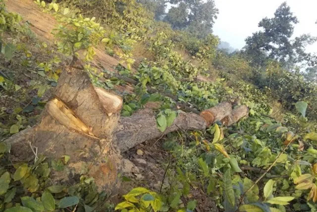 ମହଙ୍ଗା ପଡିଲା ଚାରା ଦୁର୍ନୀତି । ଗଛ ନଲଗାଇ ଟଙ୍କା ହଡପ କରିଥିଲେ : ଫରେଷ୍ଟର, ଗାର୍ଡ ନିଲମ୍ବିତ ହେଲେ