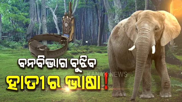 ରେଡିଓ କଲାର ରୋକିବ ହାତୀ-ମଣିଷ ଯୁଦ୍ଧ: ଦୁର୍ଦ୍ଦାନ୍ତ ହାତୀଙ୍କ ଗତିବିଧି ସହ ସେମାନଙ୍କ ଭାଷା ବୁଝିବାକୁ ବେକରେ ଲାଗିବ ସ୍ୱତନ୍ତ୍ର ଯନ୍ତ୍ର