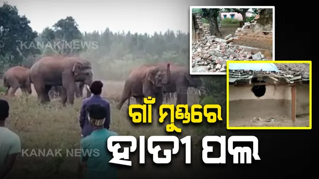 ସୁନ୍ଦରଗଡରେ ମାତିଛନ୍ତି ହାତୀପଲ । ଜଙ୍ଗଲ ଛାଡି ମୁହାଁଇଛନ୍ତି ଗାଁ : କୁତ୍ରା ଓ ବଡଗାଁ ଅଂଚଳରେ ୫୦ ହାତୀଙ୍କ ଉପଦ୍ରବ