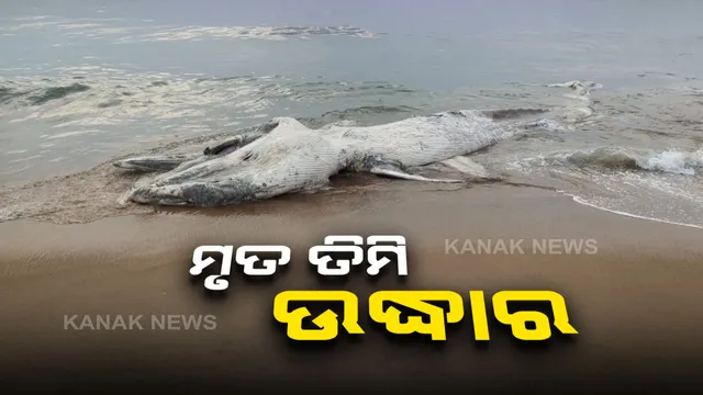 ବଟେଶ୍ବର ବେଳାଭୂମିରେ ଲାଗିଲା ୩୦ ଫୁଟ ଲମ୍ବର ମୃତ ତିମି: ପୋଷ୍ଟମର୍ଟମ ପରେ ଜଣାପଡିବ ମୃତ୍ୟୁର କାରଣ