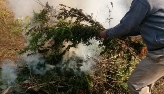 ବଢୁଛି ଗଞ୍ଜେଇ ଚାଷ : ୩ ଲକ୍ଷ ୧୦ ହଜାର ଟଙ୍କା ମୂଲ୍ୟର ୩୧୦ ଗଞ୍ଜେଇ ଗଛ ନଷ୍ଟ କଲା ଅବକାରୀ ବିଭାଗ