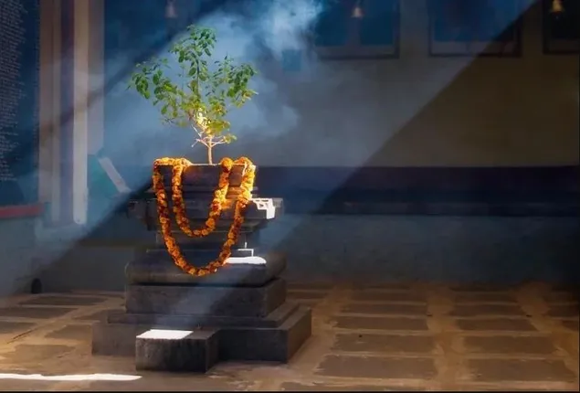 ପୁଣି ଟେନସନ୍ ଦେଲାଣି ଟ୍ୱିଟର୍ : ଟ୍ରେଣ୍ଡ ହେଲା ତୁଳସୀ ପୂଜା ଦିବସ , ଡିସେମ୍ବର ୨୫ ତାରିଖକୁ କ୍ରିଷ୍ଟମାସ୍ ବଦଳରେ ତୁଳସୀ ପୂଜା ଦିବସ ରୁପେ ପାଳନ କରିବାକୁ ଅପିଲ୍ କଲେ ଲୋକ ।