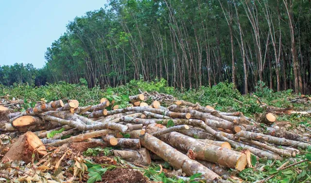 ଶିଳ୍ପାୟନ ନାଁରେ ବୃକ୍ଷଙ୍କୁ ଦିଆଯାଉଛି ବଳି : ଶିଳ୍ପାୟନ ନାଁରେ ବେଧଡକ ଚାଲିଛି ଗଛକଟା , ଜଙ୍ଗଲରୁ ଗଛ କାଟି ପଦା କରିଦେଉଛି ଠିକା କମ୍ପାନୀ