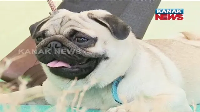 ଭୁବନେଶ୍ୱରରେ ଅନୁଷ୍ଠିତ ହେଲା ଜାତୀୟ ଡଗ୍ ସୋ’ । ସାମିଲ ହେଲେ ଲୋମଶ କୌତୁକିଆ ଛୋଟ “ସି-ଜୁ’’, ଶିକାରୀ କୁକୁର ”ମାଷ୍ଟିଫ୍’’ ।