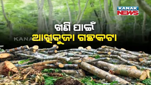 ଖଣି ପାଇଁ ବଳି ପଡ଼ିଲା ହଜାର ହଜାର ଗଛ । ବେଧଡକ୍ ଗଛ କାଟି ଚାଲିଛି ଏନଏଲସି କମ୍ପାନୀ, ବନୀକରଣ ପୂର୍ବରୁ ଗଛ କାଟିବାକୁ କଂପାନୀକୁ କିପରି ମିଳିଲା ଅନୁମତି ।
