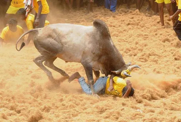 ଦୀର୍ଘବର୍ଷର ପରମ୍ପରା ପାଳୁ ପାଳୁ ଚାଲିଗଲାଣି ୫ ପ୍ରାଣ ! ୫ ଦିନରେ ୫ ଜୀବନ ନେଲାଣି ଜାଲିକଟ୍ଟୁ ।