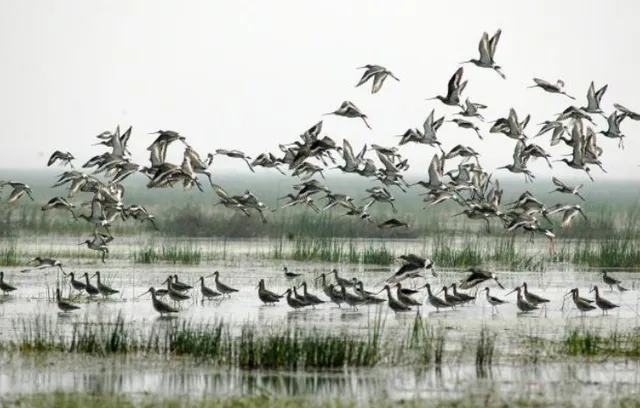 ଚିଲିକାରେ ଏବର୍ଷ ବଢ଼ିଛି ପକ୍ଷୀ ସଂଖ୍ୟା : ଏସିଆ ମହାଦେଶର ସର୍ବବୃହତ୍ତ ଲୁଣି ହ୍ରଦରେ ୧୮୪ ପ୍ରଜାତିର ୧୧ ଲକ୍ଷରୁ ଅଧିକ ପକ୍ଷୀ