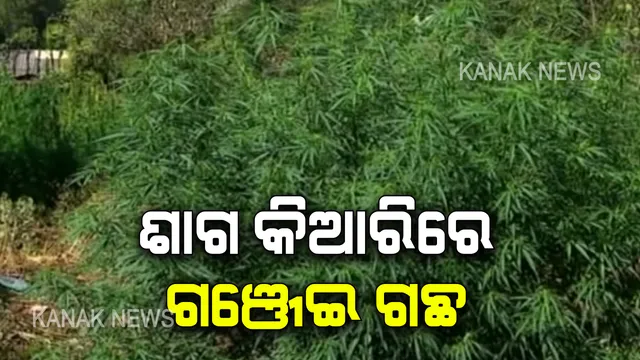 ପରିବା ବଗିଚା ଜାଗାରେ ଗଂଜେଇ ଚାଷ । ସବୁଜ ଜହରକୁ ବେଆଇନ ଜାଣି ବି ଘରେ ଘରେ ହେଉଛି ସବୁଜ ଜହର ଚାଷ, ପ୍ରଶାସନ କଟକଣାର ଫାଇଦା ନେଉଛନ୍ତିି ଦଲାଲ ।