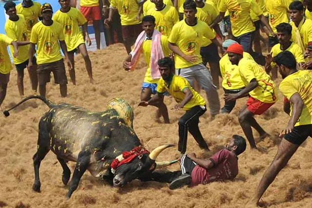 ଜୀବନ ନେଲା ଜଲ୍ଲୀକଟ୍ଟୁ ଉତ୍ସବ ! ମଦୁରାଇର ଅଲଙ୍ଗାନଲ୍ଲୁରରେ ଆୟୋଜିତ ଜଲ୍ଲୀକଟ୍ଟୁ ଉତ୍ସବରେ ଚାଲିଗଲା ଜଣଙ୍କ ଜୀବନ ।