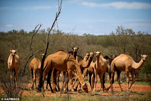 ଅଷ୍ଟ୍ରେଲିଆ ଜଙ୍ଗଲରେ ପାଣିର ଅଭାବ ସୃଷ୍ଟି କରୁଛନ୍ତି ଓଟ : ୧୦ ହଜାର ଓଟଙ୍କୁ ଗୁଳି କରିବାକୁ ସରକାରଙ୍କ ନିର୍ଦ୍ଦେଶ