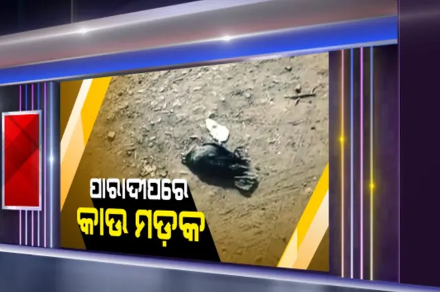 ପାରାଦୀପରେ କାଉମଡକ । ସହରର ବିଭିନ୍ନ ସ୍ଥାନରେ ମରିପଡିଛନ୍ତି ଅନେକ କାଉ