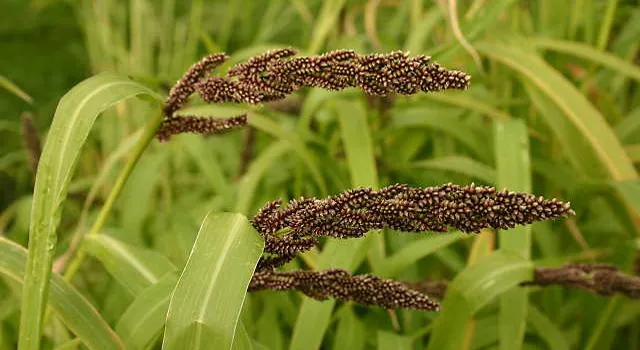 ଜାତୀୟ ବ୍ରାଣ୍ଡରେ ପରିଣତ ହେବ ନବରଙ୍ଗପୁର ମାଣ୍ଡିଆ : ଶିଶୁଙ୍କୁ ଦିଆଯିବ ମାଣ୍ଡିଆରେ ପ୍ରସ୍ତୁତ ଖାଦ୍ୟ