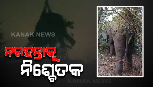 କାବୁ ହେଲା ଦନ୍ତା , ଟ୍ରାଙ୍କୁଲାଇଜ କଲା ସ୍ୱତନ୍ତ୍ର ଟିମ୍ ! ଯାଜପୁରରେ ଗତ ୭ ଦିନରେ ୪ ଜଣଙ୍କୁ ମାରିଛି ହାତୀ , ହାତୀ ଉପଦ୍ରବକୁ ନେଇ ରାସ୍ତାକୁ ଓହ୍ଲାଇଥିଲେ ଉତ୍ୟକ୍ତ ଲୋକେ