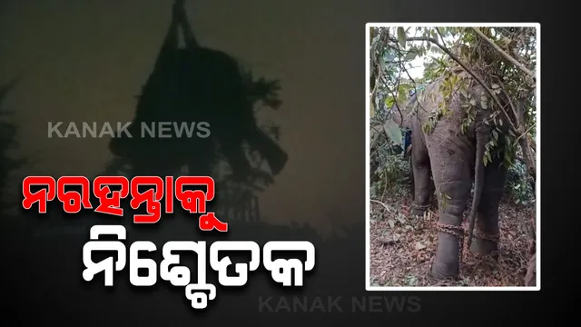 ତାଳଚେରରେ ଉତ୍ପାତ କରୁଥିବା ନରହନ୍ତା ହାତୀକୁ ଟ୍ରାଙ୍କୁଲାଇଜ୍ କଲା ବନବିଭାଗ : କପିଳାସ ଚିଡିଆଖାନାକୁ ନେବାକୁ ଉଦ୍ୟମ ବେଳେ ଭାଙ୍ଗିଗଲା ଟ୍ରକ, କିଛି ମାସ ଭିତରେ ୬ଜଣଙ୍କୁ ମାରିଥିଲା ଦନ୍ତା