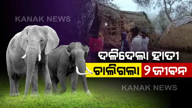 ପିପିଲିରେ ହାତୀ ଉତ୍ପାତ । ଘଣ୍ଟାକରେ ଦୁଇଜଣଙ୍କୁ ଦଳି ମାରିଲା ଦନ୍ତା । କାବୁ କରିବାକୁ ନାକେଦମ ବନବିଭାଗ
