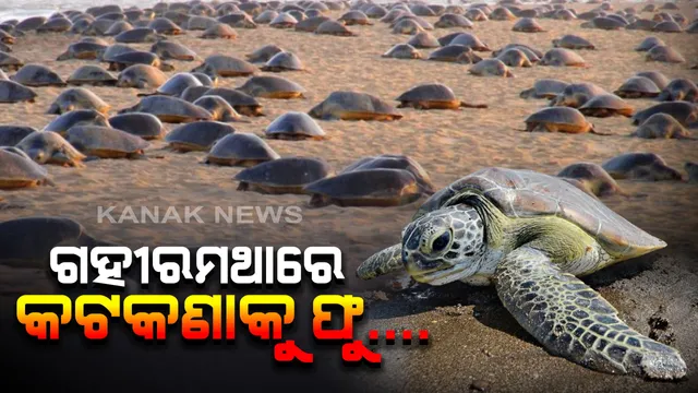 ଗହୀର ମଥାରେ ମାତିଛନ୍ତି ମାଛ ମାଫିଆ । ଟ୍ରଲର ମାଡରେ ଜୀବନ ହରାଉଛନ୍ତି ଶହ ଶହ ଅଲିଭ ରିଡଲେ କଇଁଛ, କାମ ଦେଉନି ପ୍ରଶାସନର କଟକଣା ।