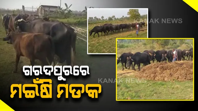 କେନ୍ଦ୍ରାପଡା ଗରଦପୁରରେ ମଇଁଷି ମଡ଼କ :୩ ଦିନରେ ମଲେଣି ୩୦ରୁ ଅଧିକ ମଇଁଷି, ଆଜିଠାରୁ ଆରମ୍ଭ ହେବ ଟୀକାକରଣ