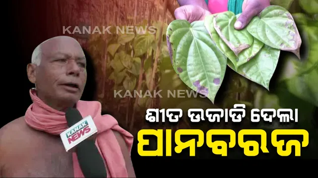 ଶୀତ ଉଜାଡିଦେଲା ପାନବରଜ । ଥଣ୍ଡା ପାଇଁ ନିଆଳି ପାନଚାଷୀଙ୍କୁ ମୁଣ୍ଡରେ ଚଡକ, ପୋଡିଯାଉଛି ପାନପତ୍ର : ଚାରିହଜାରରୁ ଅଧିକ ପାନବରଜ ନଷ୍ଟ
