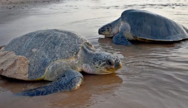 ସରକାରୀ ନିୟମକୁ ଖାତିର ନାହିଁ । ରାତି ଅଧରେ ନିଷିଦ୍ଧାଚଂଳରେ ଚାଲିଛି ମାଛଧରା, ଶତାଧିକ ଅଲିଭରିଡଲେଙ୍କ ଗର୍ଭସ୍ଥ ଅବସ୍ଥାରେ ଯାଉଛି ପ୍ରାଣ