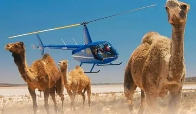 ଅଷ୍ଟ୍ରେଲିଆରେ ଆରମ୍ଭ ହେଲା ଓଟ ମରା ଅଭିଯାନ : ୫ ଦିନରେ ମଲେଣି ୫ ହଜାର ଓଟ ।