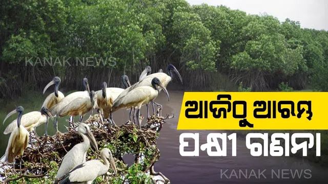 ଭିତରକନିକାରେ ଆଜିଠୁ ଆରମ୍ଭ ହେଲା ପକ୍ଷୀଗଣନା : ଦିନ ୧୨ଟା ଯାଏଁ ଚାଲିବ ଗଣନା