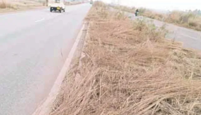 ବନୀକରଣ ନା ପ୍ରହସନ !! ଏନଏଟରୁ ହଜାର ହଜାର ଗଛ ଉଭାନ, ଠିକାସଂସ୍ଥା ଓ ବିଭାଗୀୟ ଅଧିକାରୀଙ୍କ ଭୂମିକା ଉପରେ ବଢୁଛି ସନ୍ଦେହ