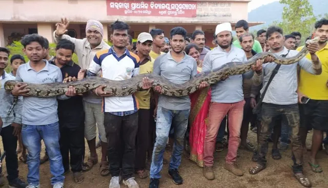 ହୋମ୍‌ ପାଇପ୍‌ ଭିତରୁ ବାହାରିଲା ୬ଟି ବିଶାଳ ଅଜଗର ସାପ । ଗ୍ରାମବାସୀ ଭୟଭୀତ ।