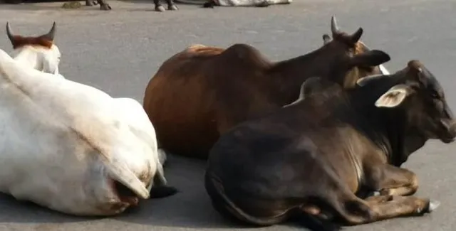 ନାକେଦମ କରୁଛି ପୁରୀ-ସାତପଡ଼ା ରାସ୍ତା : ସଞ୍ଜ ନଇଁଲେ ଗାଈଗୁହାଳ ପାଲଟୁଛି ରାସ୍ତା