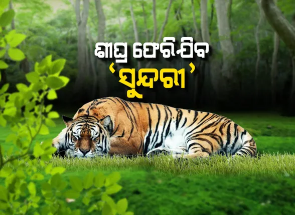 ଶେଷରେ ସେଇଠିକୁ ଫେରିଯିବ ‘ସୁନ୍ଦରୀ’ । ହାତ ଟେକିଦେଲା ବନବିଭାଗ, ଯେ କୌଣସି ମୁହୂର୍ତ୍ତରେ ‘ସୁନ୍ଦରୀ’କୁ ଫେରାଇ ନେଇପାରନ୍ତି ମଧ୍ୟପ୍ରଦେଶ ସରକାର ।