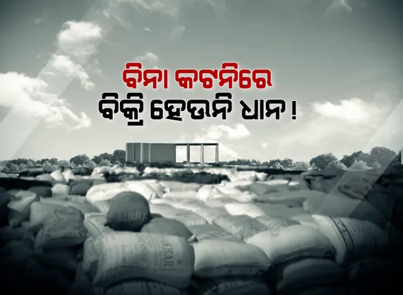 ମଣ୍ଡିରେ ପଡିରହିଛି ଧାନ, ଶୀତ କାକରରେ ଜଗିଛି ଚାଷୀ : କଟନି ଛଟନିରେ ରାଜି ନହେବାରୁ ଧାନ ଉଠାଉ ନାହାନ୍ତି ମିଲର୍ସ; ପଦ୍ମପୁର ଧାନମଣ୍ଡିରେ ତାଲା ପକାଇଲେ ଉତ୍ୟେକ୍ତ ଚାଷୀ