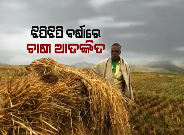 ବର୍ଷା ବିଗାଡ଼ିଲା ଚାଷ, ପାଣିରେ ଭିଜିଲା ପାଚିଲା ଧାନ । ବର୍ଷା ଯୋଗୁଁ ଜଗତସିଂହପୁରରେ ଏକର ଏକର ଚାଷ ଜମିରେ ଧାନ ଫସଲ ନଷ୍ଟ ଆଶଙ୍କା