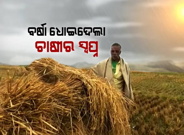 ଚାଷୀ ମୁଣ୍ଡରେ ଚଡ଼କ : ଜମିରେ କଟା ହୋଇ ପଡ଼ିରହିଛି ପାଚିଲା ଧାନ,ଉପରେ ଢେଉ ଖେଳୁଛି ବର୍ଷା ପାଣି