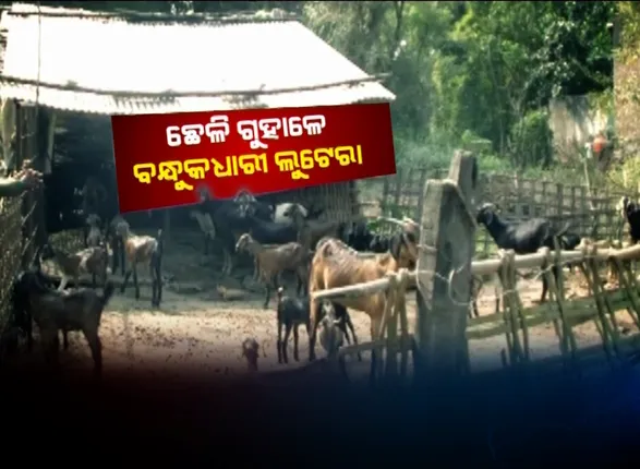 ଦାମୀ ଗାଡିରେ ଆସିଲେ, ରାତି ଅଧରେ ଗୁହାଳରୁ ଛେଳି ଚୋରି କରି ଚାଲିଗଲେ । ଲୁଟେରାଙ୍କ ଟେର ପାଉନାହିଁ ପୋଲିସ ।