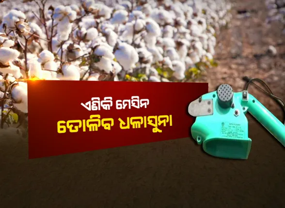 କପାଚାଷୀଙ୍କ ଉପରେ ସରକାରଙ୍କ ଶୁଭ ଦୃଷ୍ଟି : ଆଉ ହାତରେ ନୁହଁ, ମେସିନ ତୋଳିବ ଧଳାସୁନା