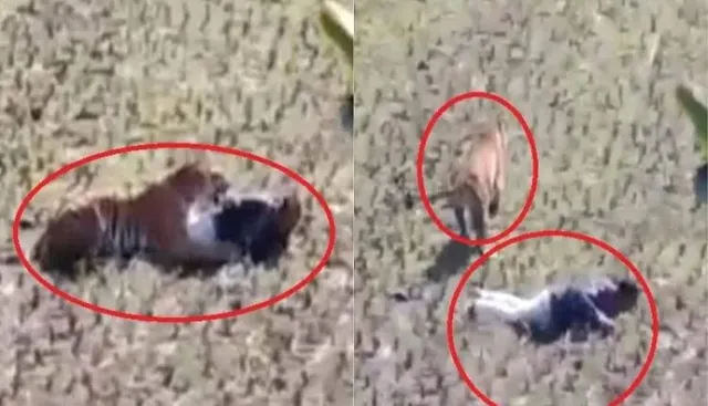 ହଠାତ୍ ସାମ୍ନାକୁ ଆସିଲା ବାଘ... । ମରିଯିବାର ନାଟକ କରି ବିଲରେ ପଡିରହିଲେ ଯୁବକ, ଆଉ ଅଳ୍ପକେ ବଞ୍ଚିଗଲା ଜୀବନ । ଦେଖନ୍ତୁ ସେହି ସମୟର ଦୃଶ୍ୟ ।