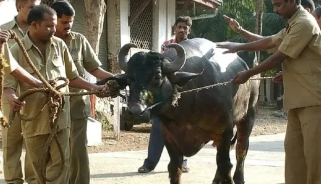 ଲାଞ୍ଚ ମାଗିଲେ ତହସିଲଦାର । ମଇଁଷି ନେଇ ଅଫିସରେ ପହଞ୍ଚିଲେ ମହିଳା । ଜାଣନ୍ତୁ... କଣ ରହିଛି ପୁରା ଘଟଣା