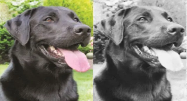 ଆଉ ପାଦେ ଆଗେଇଲା ରାଜ୍ୟ ପୁଲିସ ବିଭାଗରେ ଚର୍ଚ୍ଚିତ କୁକୁର ‘କାଜଲ’ : ଦିଆଗଲା ସ୍ୱତନ୍ତ୍ର ପ୍ରଶିକ୍ଷଣ, ଏଣିକି ଧରିବ ନକ୍ସଲ ବ୍ୟବହାର କରୁଥିବା ୫ ହଜାର ପ୍ରକାର ବିସ୍ଫୋରକ ସାମଗ୍ରୀ