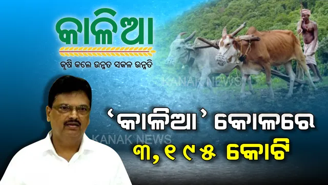 ‘କାଳିଆ’ ପାଇଁ ବଡ ଘୋଷଣା । ଚଳିତ ବଜେଟରେ କାଳିଆ ଯୋଜନା ପାଇଁ ୩, ୧୯୫ କୋଟି ଟଙ୍କା ବ୍ୟୟ ବରାଦ । ଯୋଜନାରେ ୪୩ ଲକ୍ଷ କୃଷକଙ୍କ ଖାତାକୁ ଯାଇଛି ସିଧାସଳଖ ଟଙ୍କା ।