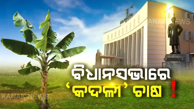 ଗୃହ ଭିତରେ ‘କଦଳୀ’ ଚାଷ ! ବିଧାନସଭାରେ  ‘କଦଳୀ’  ଚିନ୍ତା କଲେ ବିଧାୟକ । ପଡୋଶୀ ରାଜ୍ୟ ଉପରେ ଭରସା ନକରି ସ୍ୱାବଲମ୍ବୀ ହେବ କି ଓଡ଼ିଶା ? ଉତ୍ତର ରଖିଲେ କୃଷିମନ୍ତ୍ରୀ