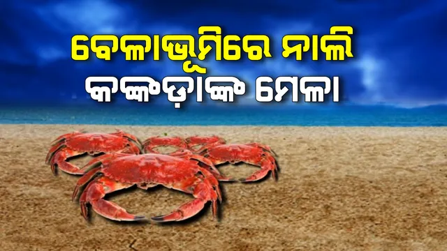 ଅସ୍ତରଙ୍ଗ ଦେବୀ ମୂହାଣ ବେଳାଭୂମିରେ ନାଲି କଙ୍କଡାଙ୍କ ମେଳା : ଧୂସର ବାଲି ଉପରେ ରେଡ କାର୍ପେଟର ଭ୍ରମ, ଗମନାଗମନର ସୁବିଧା ନଥିବାରୁ ହେନ୍ତାଳ ବଣ ଓ ଜୈବ ବିବିଧତା ଦେଖିବାରୁ ପର୍ଯ୍ୟଟକ ବଞ୍ଚିତ