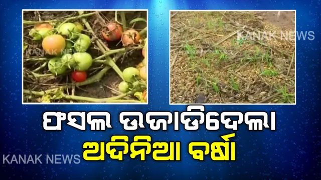 ଅଦିନିଆ ବର୍ଷା ଉଜାଡି ଦେଲା ଫସଲ । ଖଳାରେ ଗଜା ହୋଇଗଲା ଧାନ, ନଷ୍ଟ ହୋଇଗଲା ଏକର ଏକର ଜମିର ଫସଲ ।