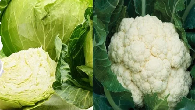 ପାଞ୍ଚ ଟଙ୍କାରେ କିଲେ ପରିବା : ଗୁଜୁରାଟର ରାଜକୋଟରେ କମିଲା ପରିବା ଦାମ୍ , ୨ ଟଙ୍କାରେ ବିକ୍ରି ହେଲା ଫୁଲକୋବି ଏବଂ ବନ୍ଧାକୋବି ।