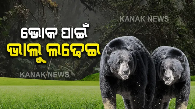 ଭୋକ ପାଇଁ ଭାଲୁଙ୍କ ସଂଘର୍ଷ । ଗାଁରେ ପଶିଲେ, ପରିବା ବଗିଚାରେ ଲଢେଇ କଲେ । ଉଦ୍ଧାର ପାଇଁ ବନବିଭାଗର ଉଦ୍ୟମ