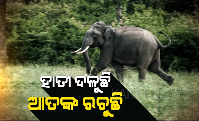 ଉତ୍ପାତ ମଚେଇ ଚନ୍ଦକା ଫେରିଲା ‘ବାହୁବଳୀ’। ୪ ଜଣଙ୍କୁ ଦଳି, କାନ୍ଥ ପାଚେରୀ ଭାଙ୍ଗି ଶେଷରେ ଜଙ୍ଗଲ ଫେରିଗଲା ନରହନ୍ତା ଦନ୍ତା