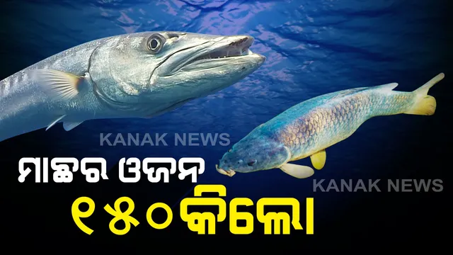 ମାଛର ଓଜନ ୧୫୦ କିଲୋ । ବିରଳ ମାଛକୁ କିଣିବାକୁ ଲାଗୁଛି ଲୋକଙ୍କ ଭିଡ, ସ୍ଥଳଭାଗରେ ବି ଦୀର୍ଘ ସମୟ ଧରି ବଞ୍ଚିପାରେ ଏହି ମାଛ ।